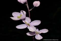 Thalictrum chelidonii